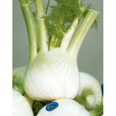Capo Rizzuto Fennel Seeds