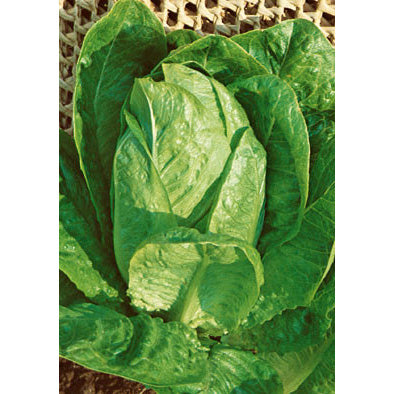 Lentissima a Montare 3 Italian Lettuce Seeds