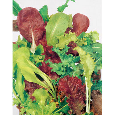 Misticanza Italian Lettuce Seeds