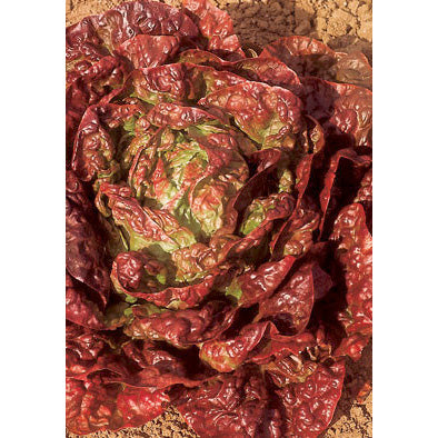 Quattro Stagioni Italian Lettuce Seeds