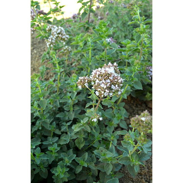 Italian Oregano Seeds