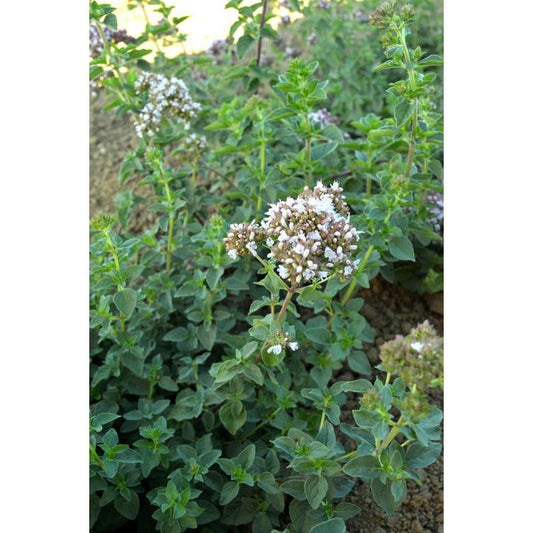 Italian Oregano Seeds