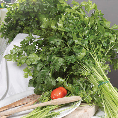 Gigante Catalogno Parsley Seeds