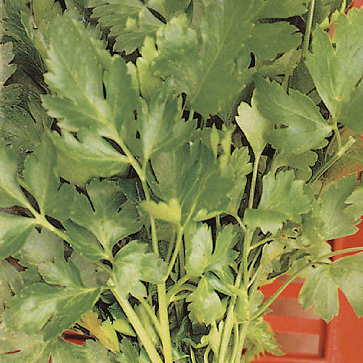 Gigante Catalogno Parsley Seeds