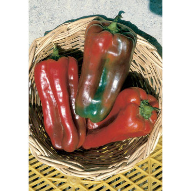 Nocera Rosso sel. Giapponese Sweet (Non Bell) Type Pepper Seeds