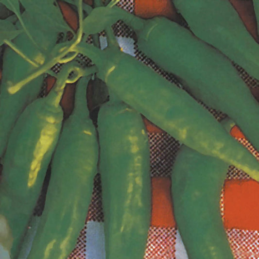 Friariello Napoletano Sweet (Non Bell) Type Pepper Seeds