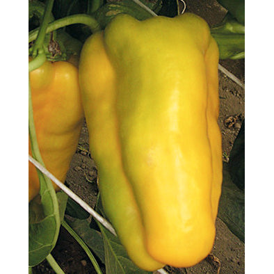 Nocera Giallo Sweet (Non Bell) Type Pepper Seeds