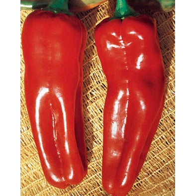 Marconi Rosso Sweet (Non Bell) Type Pepper Seeds