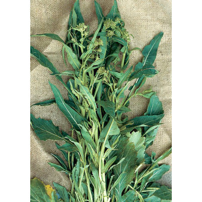 A Foglia D’Ulivo Italian Broccoli Raab Seeds