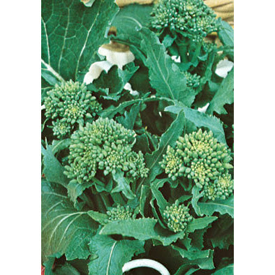 Novantina Riccia di Sarno Italian Broccoli Raab Seeds