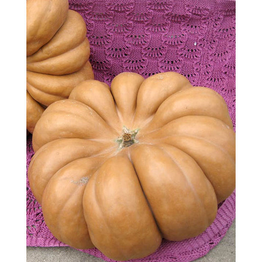 Tonda Di Napoli Pumpkin Seeds