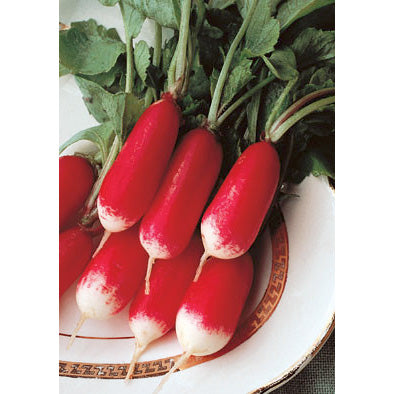 Flamboyant 3 Summer Radish Seeds