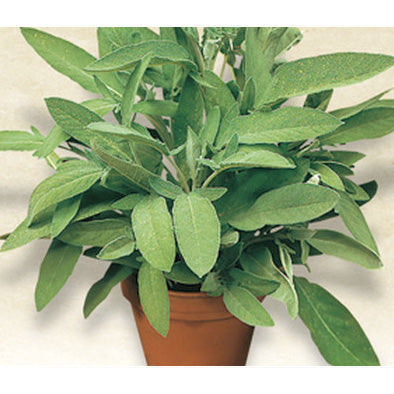 Italian Sage Seeds