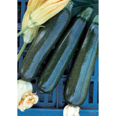 Nano Verde di Milano Zucchini Summer Squash Seeds