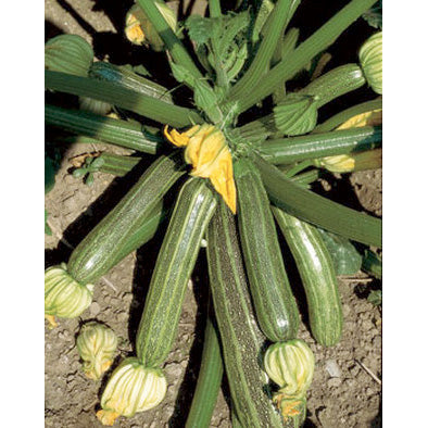 San Pasquale Zucchini Summer Squash Seeds