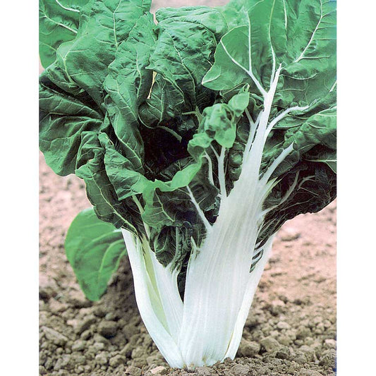 Verde a Costa Larga Argentata 2 Swiss Chard Seeds