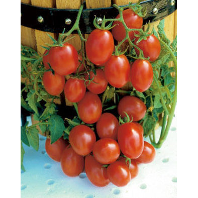 Crovarese Grape Tomato Seeds