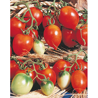 Principe Borghese Grape Tomato Seeds