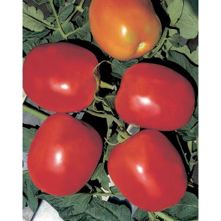 Rio Grande Tomato Seeds