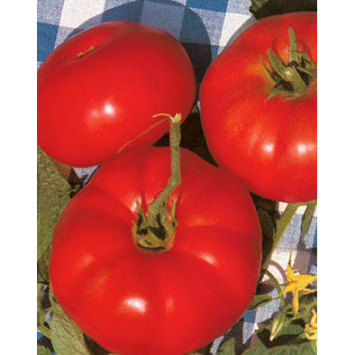 Marmande Tomato Seeds