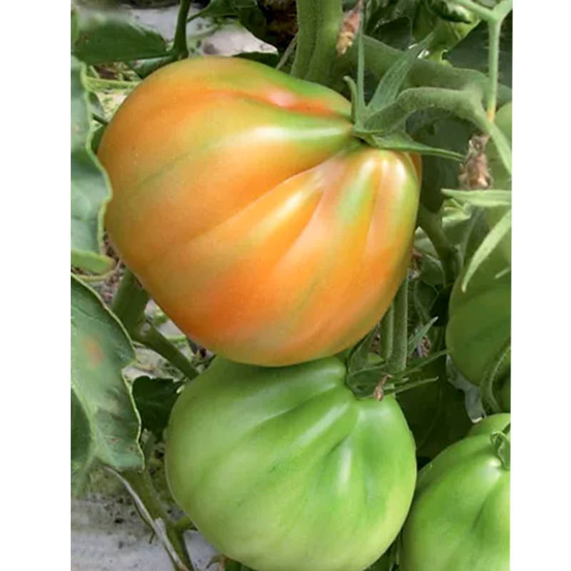 Cuor Di Albenga Tomato Seeds
