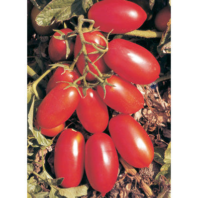 San Marzano Nano Tomato Seeds