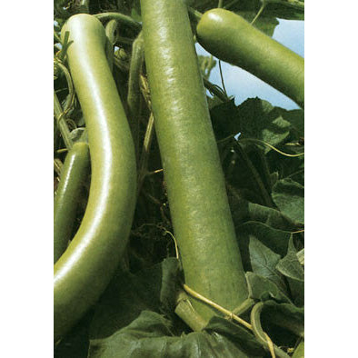 Lunga Da Pergola Zucchini Summer Squash Seeds