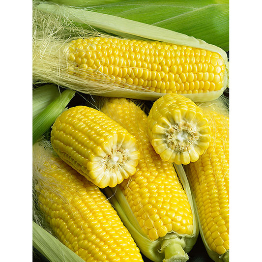 Certified Organic Golden Bantam Sweet Corn Seeds