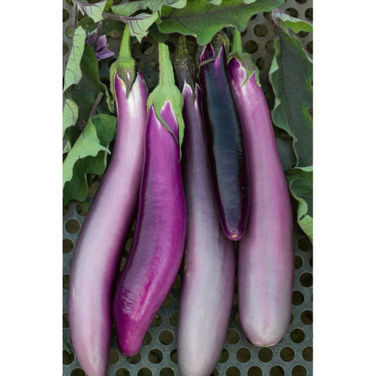 Ping Tung Eggplant Seeds