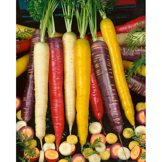 Rainbow Blend Carrot Seeds