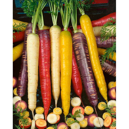 Certified Organic Rainbow Blend Carrot Seeds
