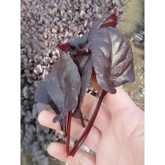 Certified Organic Bull's Blood Beet Seeds
