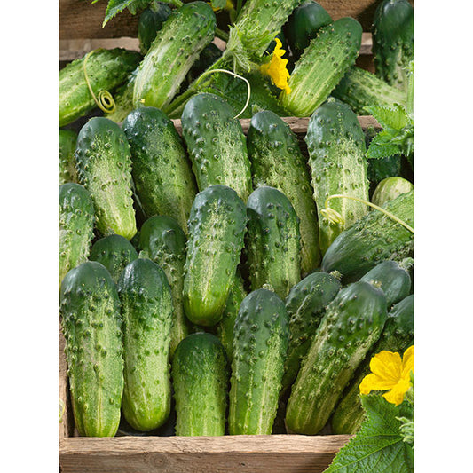 Certified Organic Sumter Cucumber Seeds