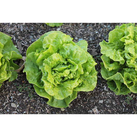 Tom Thumb Lettuce Seeds