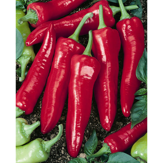 Certified Organic Big Jim Pepper Seeds