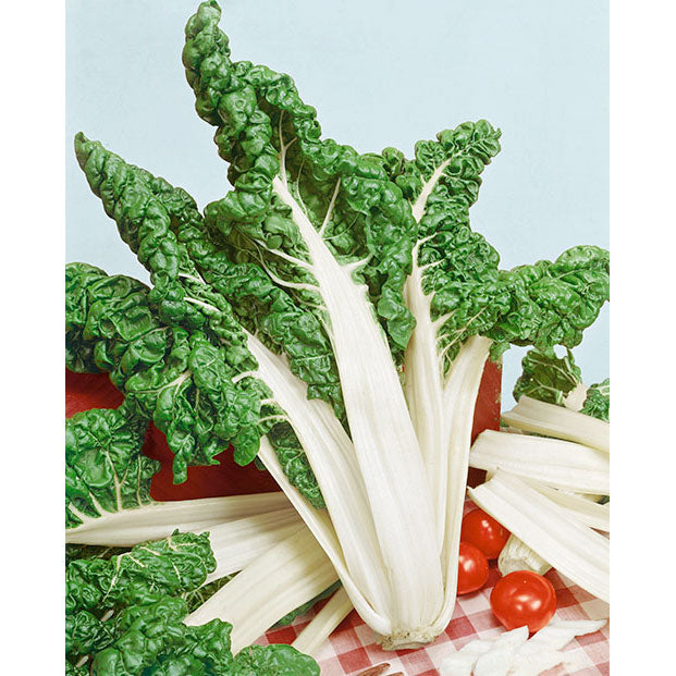 Certified Organic Fordhook Giant Swiss Chard Seeds