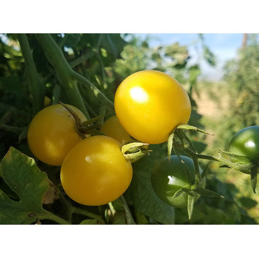 Certified Organic Snow White Cherry Tomato Seeds
