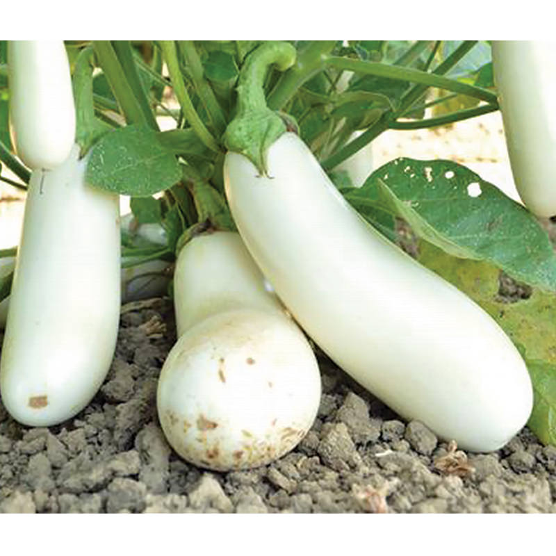 Certified Organic Snowy Eggplant Seeds