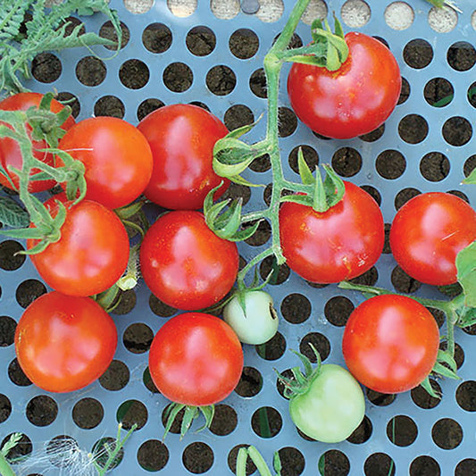 Certified Organic Chadwick Cherry Tomato Seeds