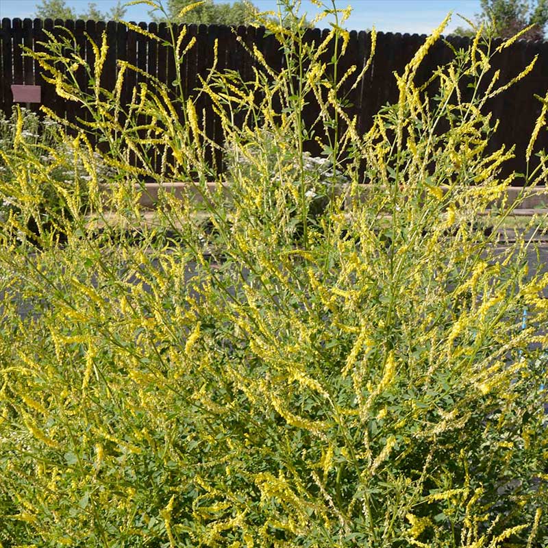 Yellow Blossom Sweet Clover Cover Crop Seeds