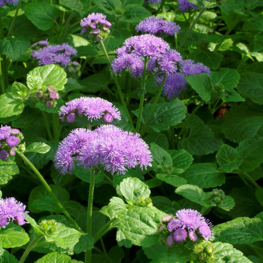Tall Blue Planet Ageratum