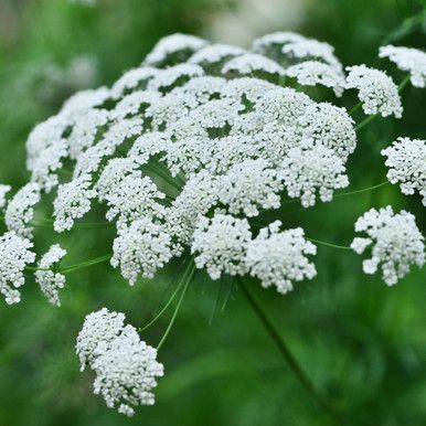 Ammi White Dill or Bishop's Flower