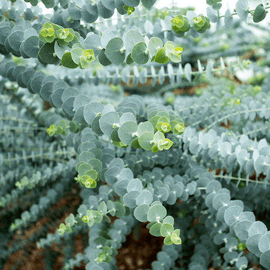 Baby Blue Bouquet Eucalyptus