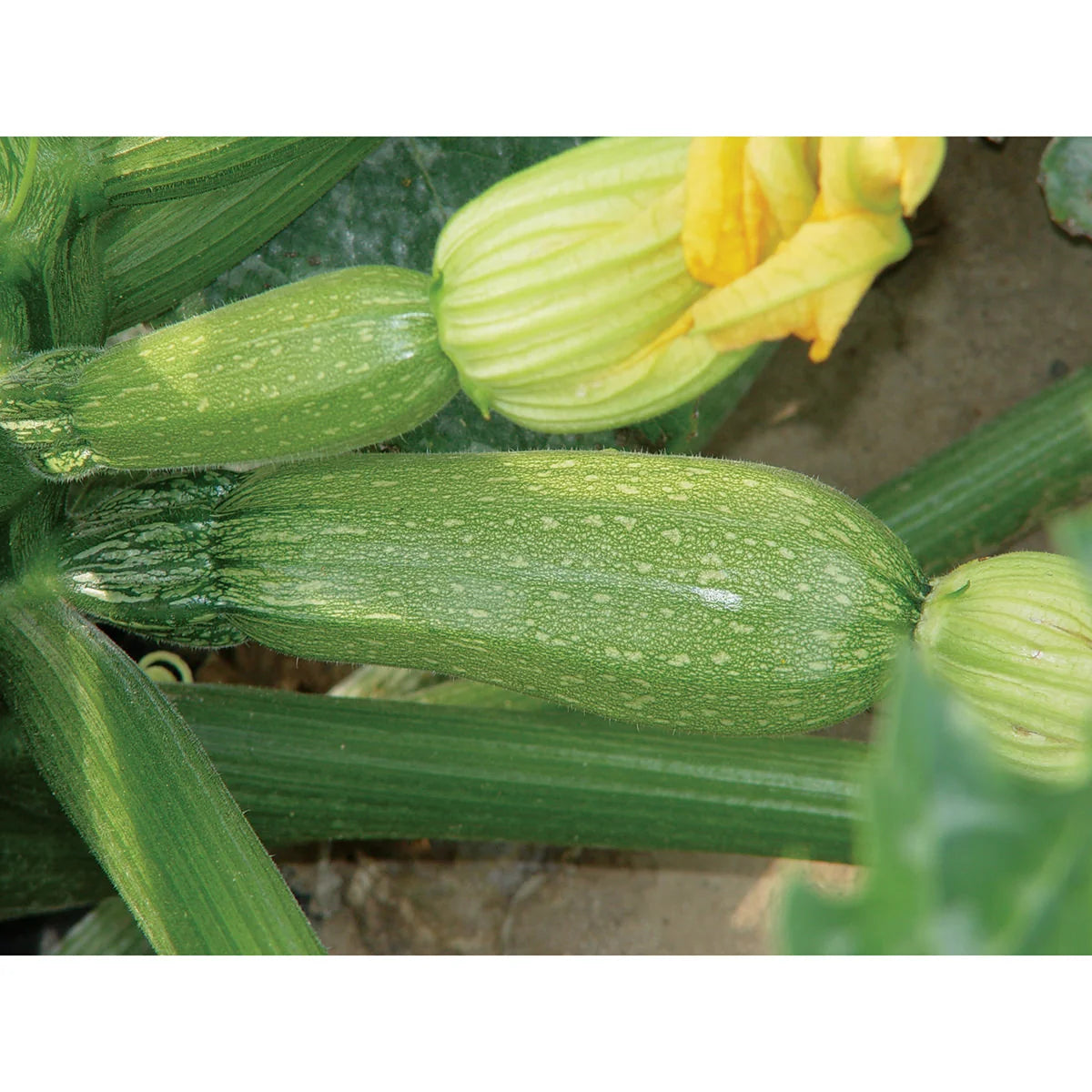 Squash Grey F1 Hybrid