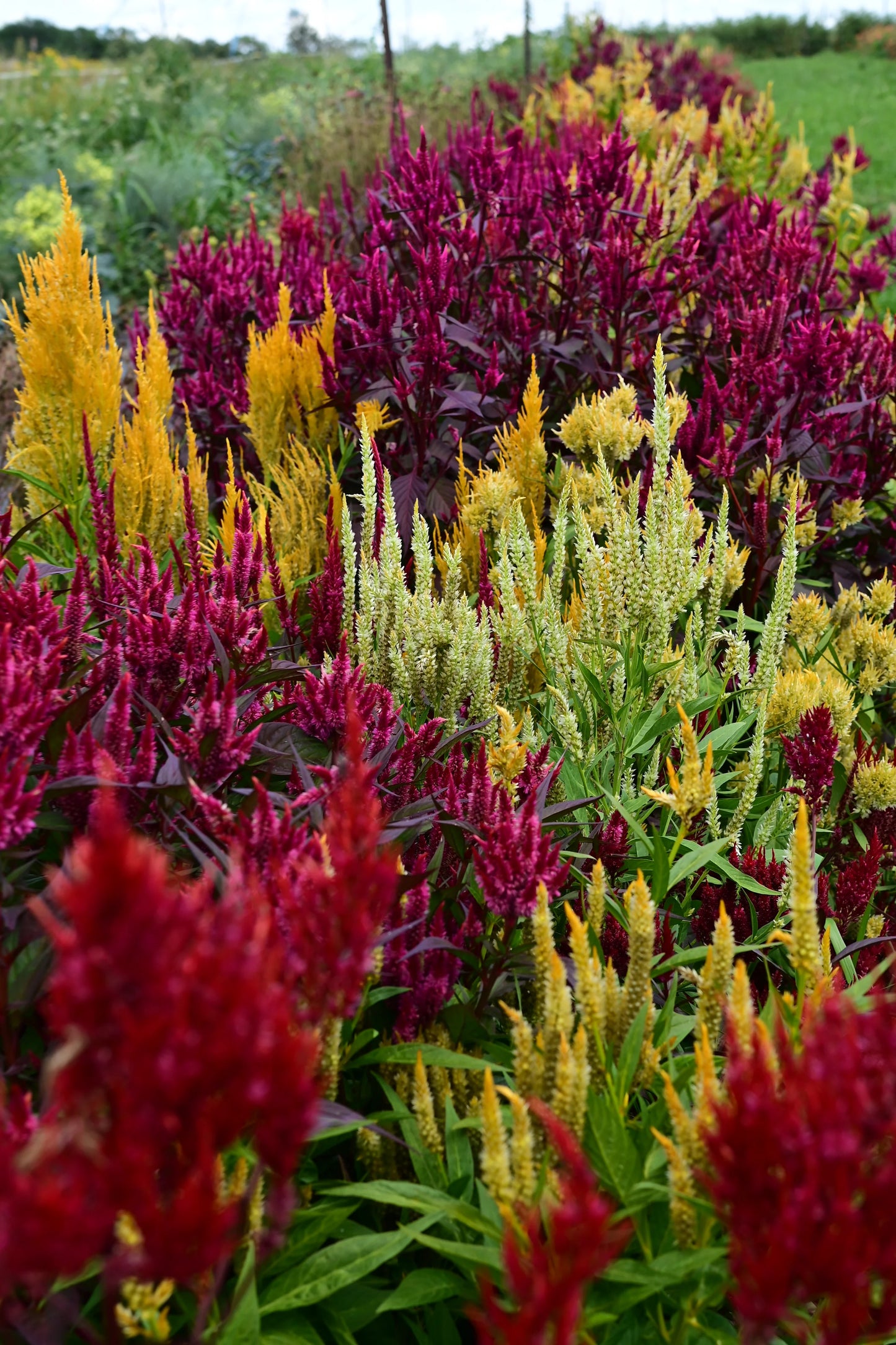 Pampas Plume Mix Celosia