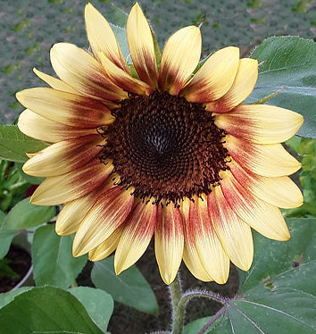 Red-Lemon Pro-Cut Pollenless Sunflower