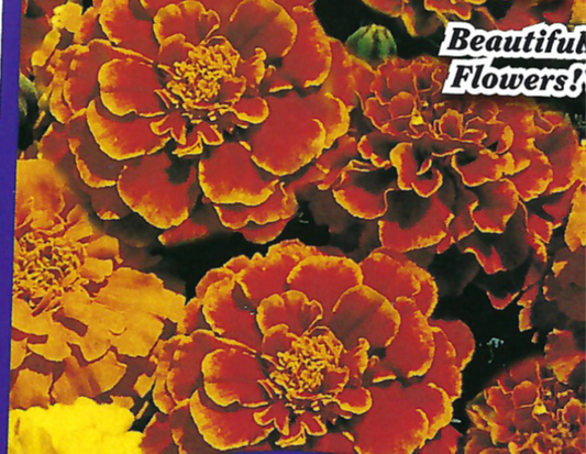 Marigold Queen Sophia