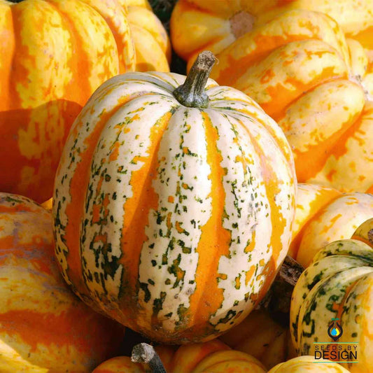 Festival F1 Hybrid Winter Squash Seeds