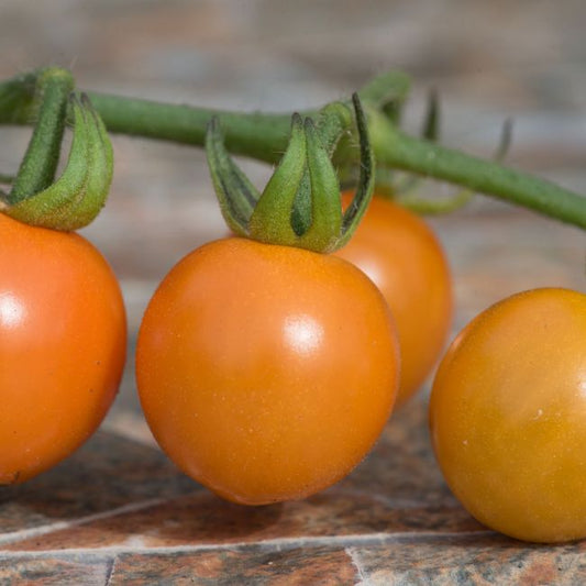 HoneyCrisp F1 Tomato