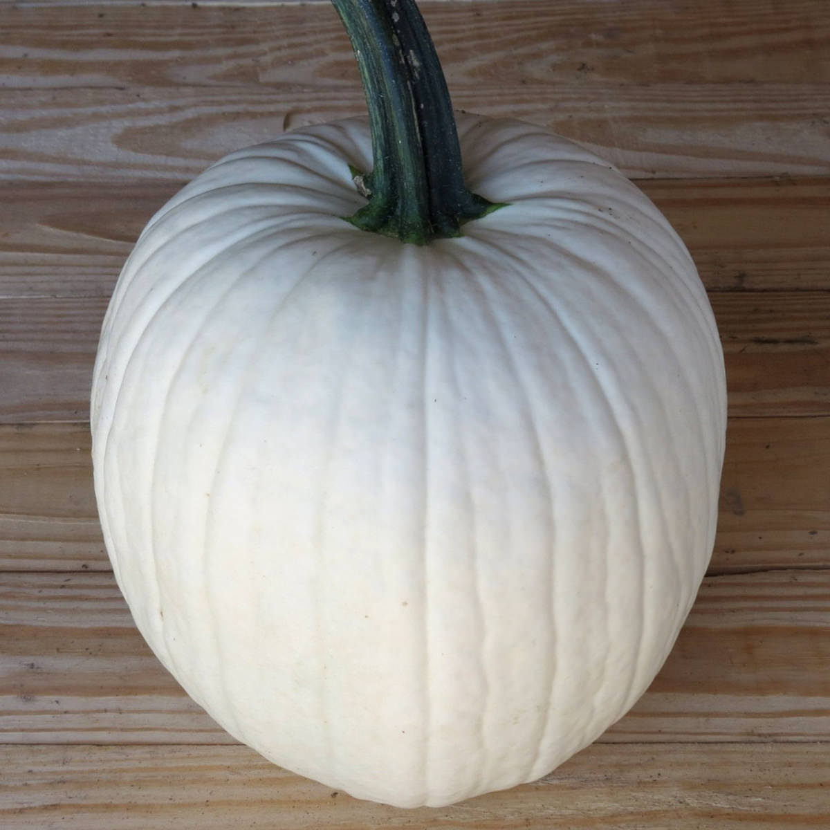 White Lightning F1 Hybrid Pumpkin Seeds